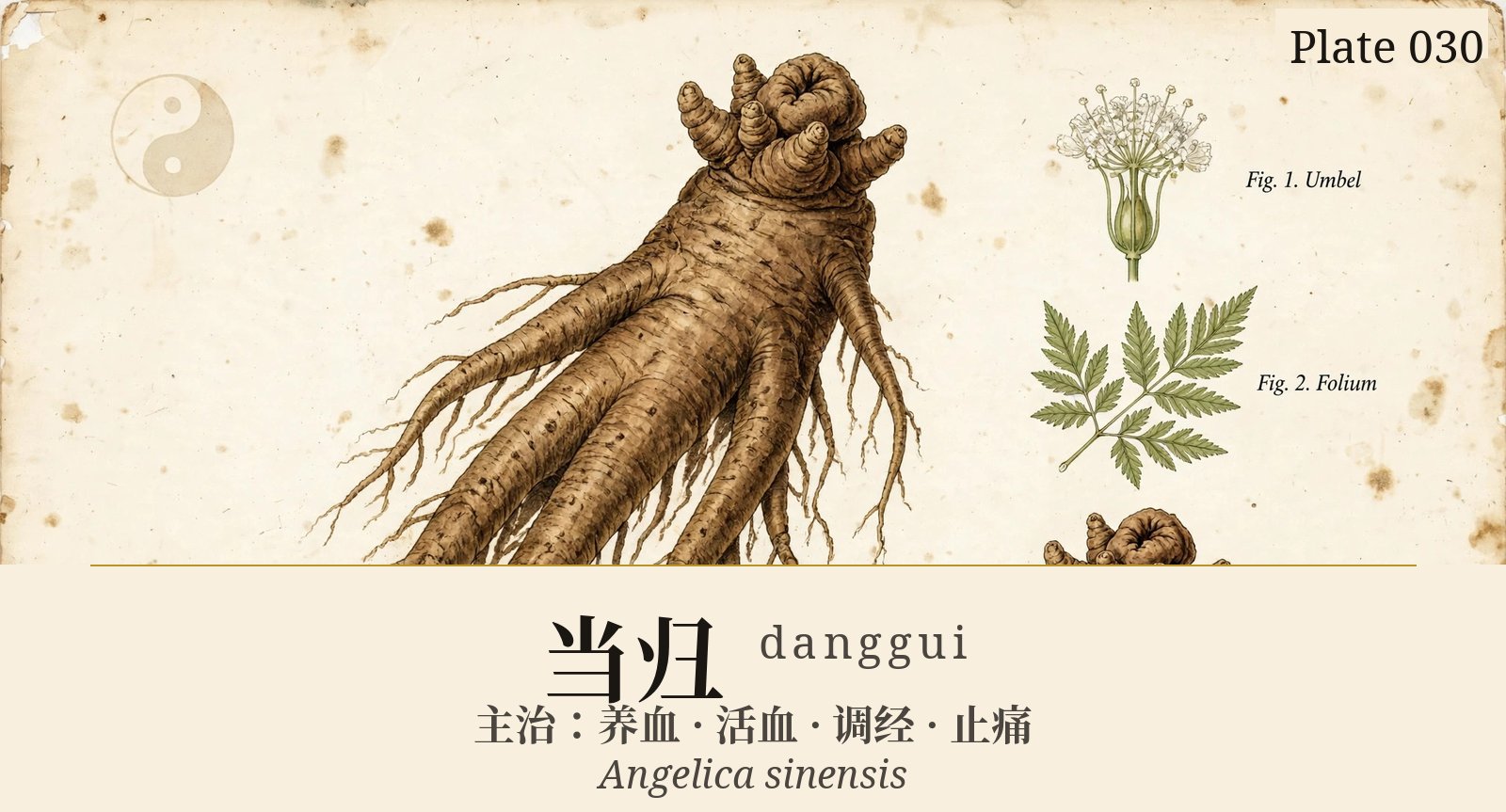 Danggui (Angelica Root) — classical plate