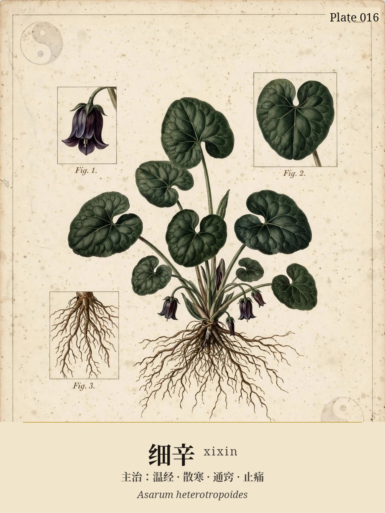Xixin (Asarum) — classical plate